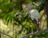 ibis blanc juvnile-juvenile white ibis.jpg