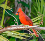 cardinal rouge male-red northern cardinal.jpg