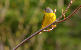 paruline a  joues grise-nashville warbler.jpg