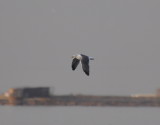 DSC_0291b.JPG
