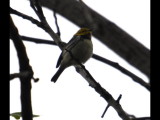 DSC_0054b.JPG