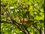 DSC_0164b.JPG