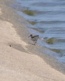 DSC_0244b.JPG