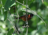 DSC_0306b.JPG
