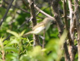 DSC_0256b.JPG