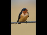 DSC_0646b.jpg