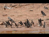 DSC_0449b.jpg