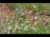 DSC_0443b.JPG