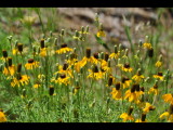 DSC_0746b.JPG