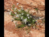 IMG_5366b.JPG