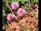 IMG_5372b.JPG