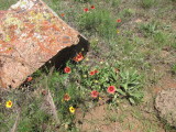IMG_5392b.JPG