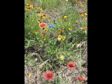 IMG_5436b.JPG