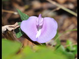 DSC_0633b.JPG