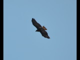 DSC_0684b.JPG