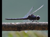 DSC_0713b.JPG