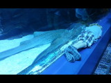 20140726_145146b.jpg