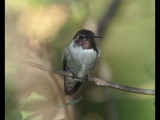 DSC_0311b.JPG