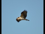 DSC_0422b.JPG