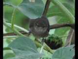 DSC_1007b.JPG