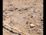 DSC_0604i.JPG