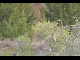 DSC_0739b.JPG