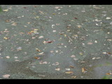 DSC_0917b.JPG