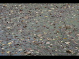 DSC_0918b.JPG