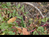 DSC_0966b.JPG