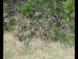 DSC_0980b.JPG