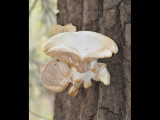 DSC_0983b.JPG