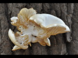 DSC_0989b.JPG