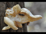 DSC_0990b.JPG