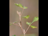 DSC_0998b.JPG