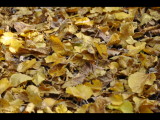 DSC_1010b.JPG