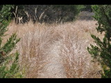 DSC_1011b.JPG