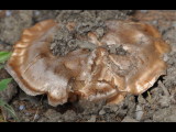DSC_1016b.JPG