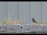 DSC_1090b.JPG