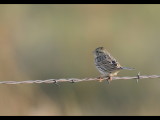 DSC_1176b.JPG