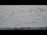 DSC_1226b.JPG