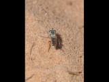 DSC_0727a.JPG