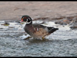 DSC_0128b.JPG