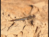 DSC_0899a.JPG