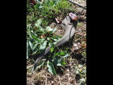 DSC_0755r.JPG