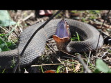 DSC_0759r.JPG