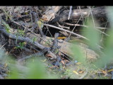 DSC_0852r.JPG