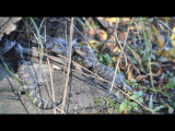 DSC_0861r.JPG