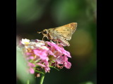 DSC_0911a.JPG