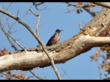 DSC_0072b.JPG