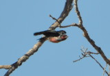 DSC_0251b.JPG